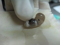 embrion 6 semanas